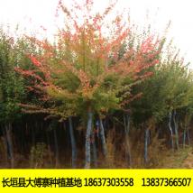 伟忠绿化苗木 三角枫