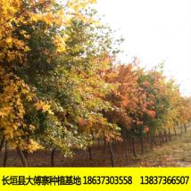 伟忠绿化苗木 五角枫