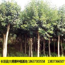 伟忠绿化苗木 大女叶贞
