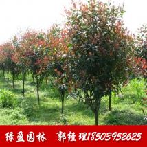 高杆红叶石楠