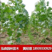 毛白杨