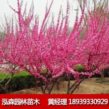榆叶梅